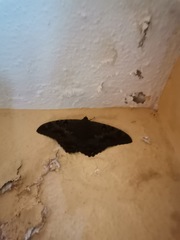 Ascalapha odorata