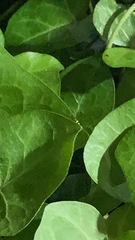 Propylea quatuordecimpunctata