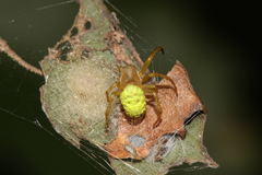 Araniella