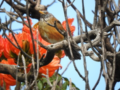 Turdus rufopalliatus