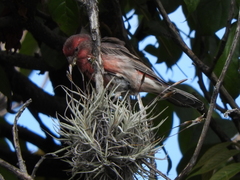 Haemorhous mexicanus