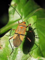 Dysdercus nigrofasciatus