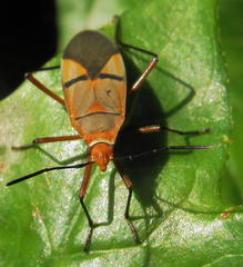 Dysdercus nigrofasciatus