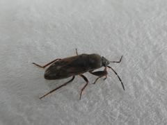 Heteroptera