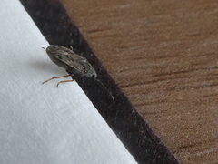 Pterygota