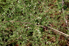 Asparagus cooperi