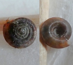 Discus rotundatus