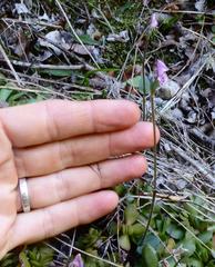 Disperis macowanii