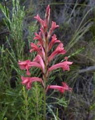 Tritoniopsis antholyza