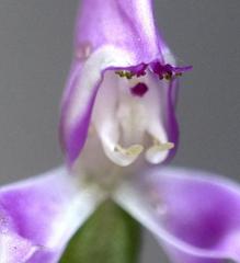 Disperis macowanii