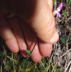 Disperis macowanii