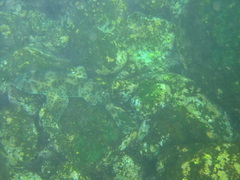 Heterodontus quoyi