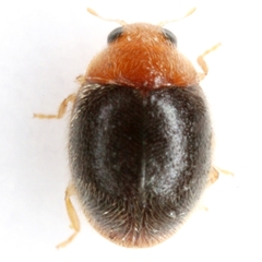 Scymnus cervicalis