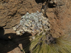 Helichrysum sutherlandii