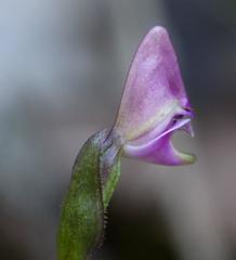 Disperis macowanii