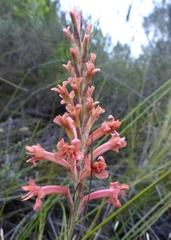 Tritoniopsis antholyza