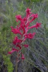 Tritoniopsis antholyza