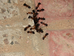 Camponotus aegyptiacus