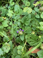 Prunella vulgaris