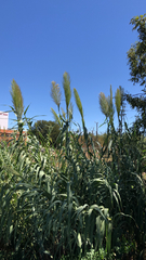 Arundo donax