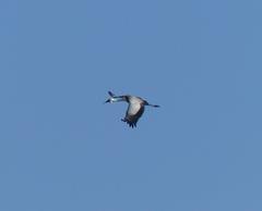 Bugeranus carunculatus