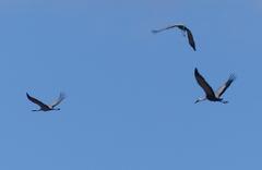 Bugeranus carunculatus