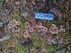 Phellodon tomentosus