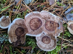 Phellodon tomentosus