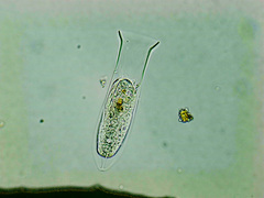 Amphorellopsis