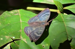 Euriphene