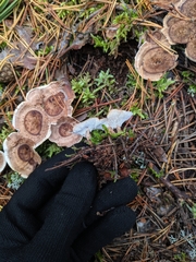 Phellodon tomentosus