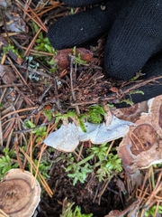 Phellodon tomentosus