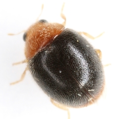 Scymnus cervicalis