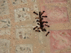 Camponotus aegyptiacus