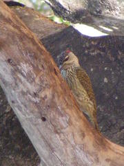 Campethera abingoni suahelica