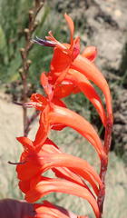 Watsonia wilmaniae