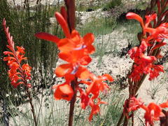 Watsonia wilmaniae
