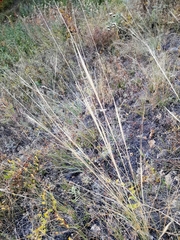 Stipa capillata