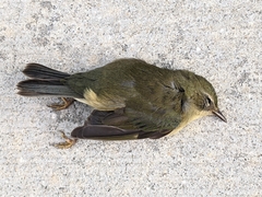 Setophaga caerulescens