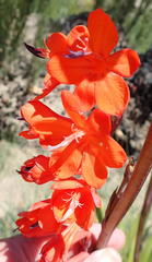 Watsonia wilmaniae
