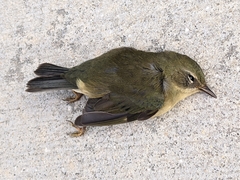 Setophaga caerulescens