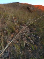 Stipa capillata