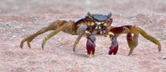 Grapsus tenuicrustatus