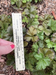 Waldsteinia