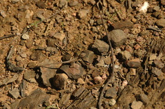 Sitana ponticeriana