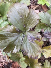 Waldsteinia
