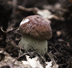 Boletus pinophilus