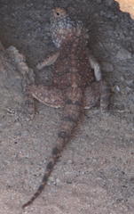 Agama anchietae