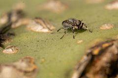 Stictomyia longicornis