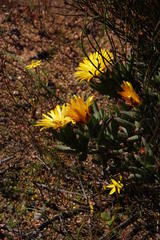 Lampranthus glaucus